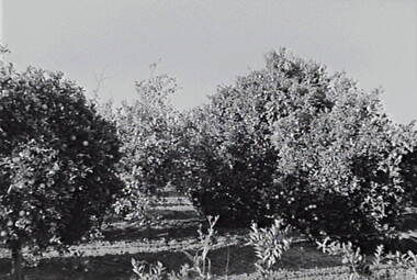 Negative - Redcliffs, Mildura - Orchard, Allan Doney, 1950 -1970