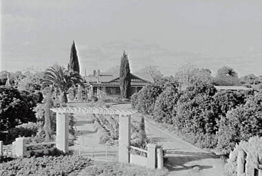 Negative - Redcliffs, Mildura - Bellevue Grove, Allan Doney, 1950 -1970