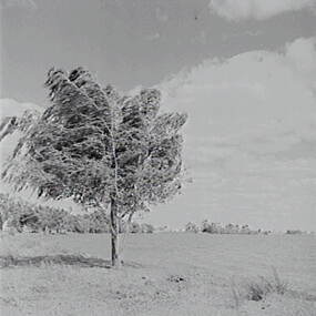 Negative - Lake Boga - Trees, Allan Doney, 1950 -1970