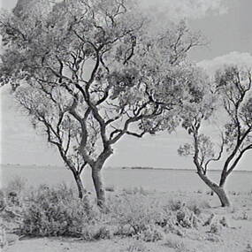 Negative - Lake Boga - Trees, Allan Doney, 1950 -1970