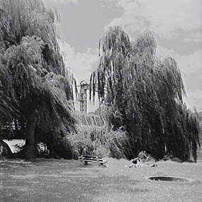 Negative - Lake Boga - Park - Bridge, Allan Doney, 1950 -1970
