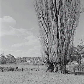 Negative - Shepherds Flat - Trees - House, Allan Doney, 1950 -1970