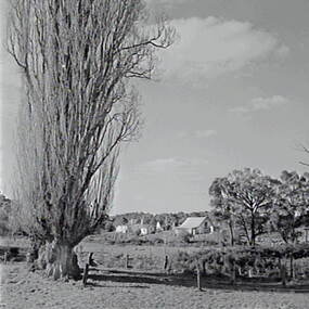 Negative - Shepherds Flat - Trees - House, Allan Doney, 1950 -1970