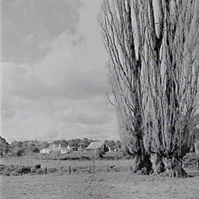 Negative - Shepherds Flat - Trees - House, Allan Doney, 1950 -1970