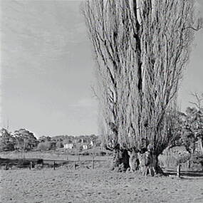 Negative - Shepherds Flat - Trees - House, Allan Doney, 1950 -1970