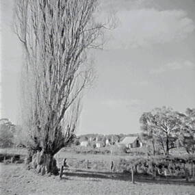 Negative - Shepherds Flat - Trees - House, Allan Doney, 1950 -1970