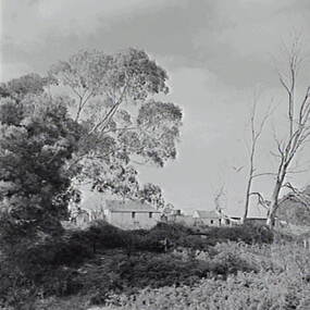 Negative - Shepherds Flat - Trees - House, Allan Doney, 1950 -1970