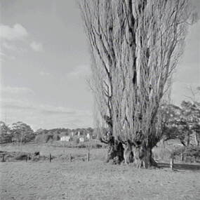 Negative - Shepherds Flat - Trees - House, Allan Doney, 1950 -1970