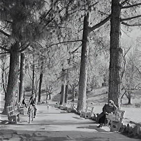 Negative - Dunolly, North Castlemaine - Park, Allan Doney, 1950 -1970