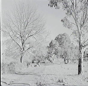 Negative - Rural Road, Allan Doney, 1950 -1970