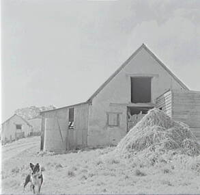 Negative - Tinetti's Farm - Shed, Allan Doney, 1950 -1970
