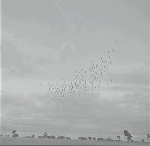 Negative - Cockatoos, Allan Doney, 1950 -1970