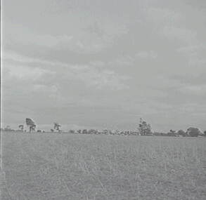 Negative - Paddock - Cockatoos, Allan Doney, 1950 -1970