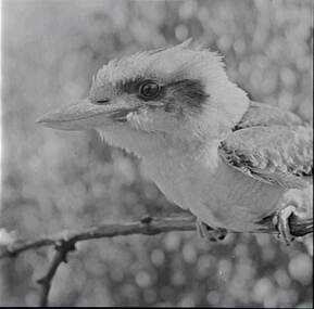 Negative - Kookaburra, Allan Doney, 1950 -1970