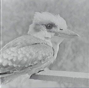 Negative - Kookaburra, Allan Doney, 1950 -1970