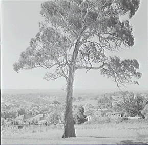 Negative - Urban Scene - Gum Tree, Allan Doney, 1950 -1970