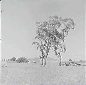 Negative - Rural Scene - Gum Trees, Allan Doney, 1950 -1970