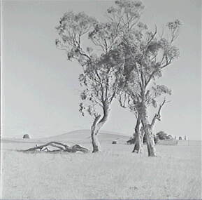 Negative - Rural Scene - Gum Trees, Allan Doney, 1950 -1970