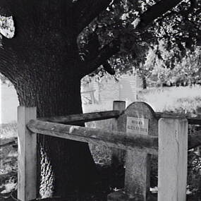 Negative - Queen Alexandra Tree, Allan Doney, 1950 -1970