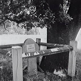 Negative - King Edward Tree, Allan Doney, 1950 -1970