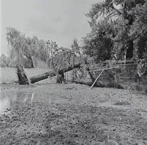 Negative - Maryborough - Storm Damage, Allan Doney, 1950 -1970