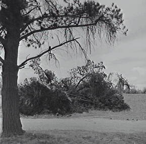 Negative - Maryborough - Storm Damage, Allan Doney, 1950 -1970