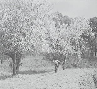 Negative - Cherry Tree Hotel Bendigo - Property, Allan Doney, 1950 -1970