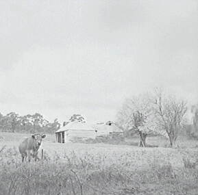 Negative - Cherry Tree Hotel Bendigo - Property, Allan Doney, 1950 -1970