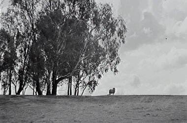 Negative - Goornong - Paddock, Allan Doney, 1950 -1970