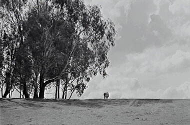 Negative - Goornong - Paddock, Allan Doney, 1950 -1970