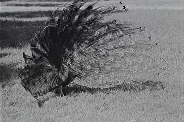 Negative - White Hills Botanical Gardens - Peacock, Allan Doney, 1950 -1970
