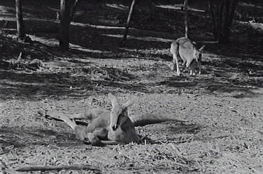Negative - White Hills Botanical Gardens - Kangaroos, Allan Doney, 1950 -1970