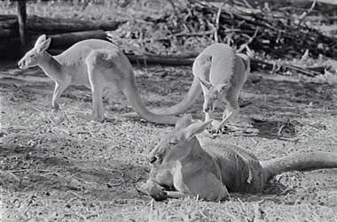 Negative - White Hills Botanical Gardens - Kangaroos, Allan Doney, 1950 -1970
