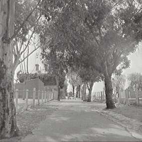 Negative - Street - Trees, Allan Doney, 1950 -1970