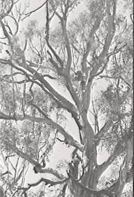 Negative - Koalas Reserve - Tree, Allan Doney, 1950 -1970