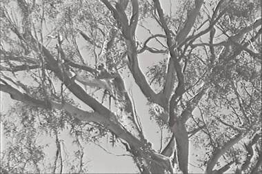 Negative - Koalas Reserve - Tree, Allan Doney, 1950 -1970