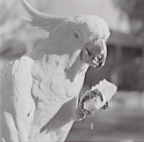 Negative - Oscar Flight - Cockatoo, Allan Doney, 1950 -1970