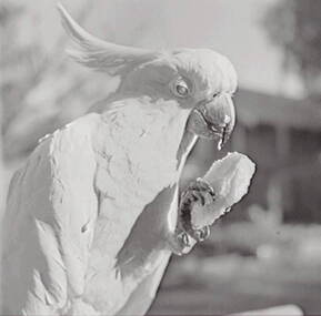 Negative - Oscar Flight - Cockatoo, Allan Doney, 1950 -1970