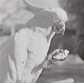 Negative - Oscar Flight - Cockatoo, Allan Doney, 1950 -1970