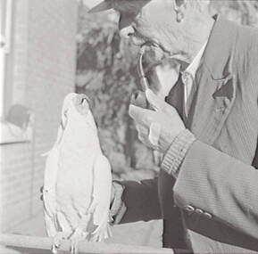 Negative - Oscar Flight and Bill - Cockatoo, Allan Doney, 1950 -1970