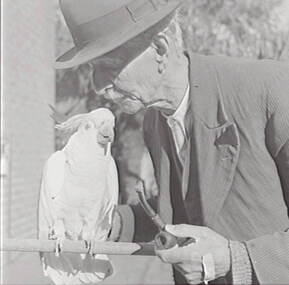 Negative - Oscar Flight and Bill - Cockatoo, Allan Doney, 1950 -1970