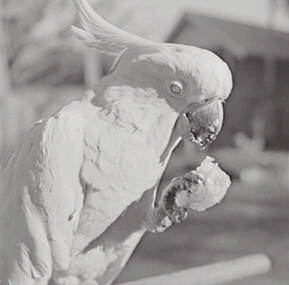 Negative - Oscar Flight - Cockatoo, Allan Doney, 1950 -1970