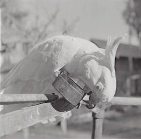 Negative - Oscar Flight - Cockatoo, Allan Doney, 1950 -1970