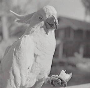 Negative - Oscar Flight - Cockatoo, Allan Doney, 1950 -1970
