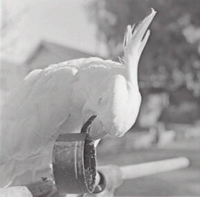 Negative - Oscar Flight - Cockatoo, Allan Doney, 1950 -1970