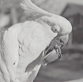 Negative - Oscar Flight - Cockatoo, Allan Doney, 1950 -1970