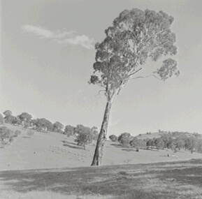 Negative - Tooborac - Rural Scene, Allan Doney, 1950 -1970