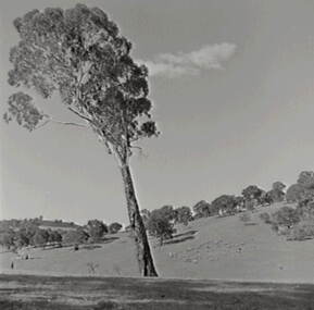 Negative - Tooborac - Rural Scene, Allan Doney, 1950 -1970