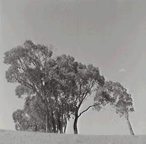 Negative - Tooborac - Rural Scene, Allan Doney, 1950 -1970