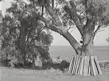 Negative - Rural Scene - Stone Fence, Allan Doney, 1950 -1970